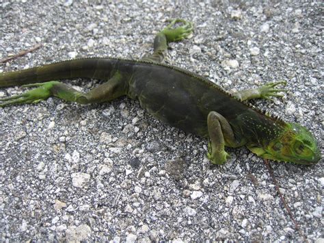 frozen lizard|frozen lizards in florida.